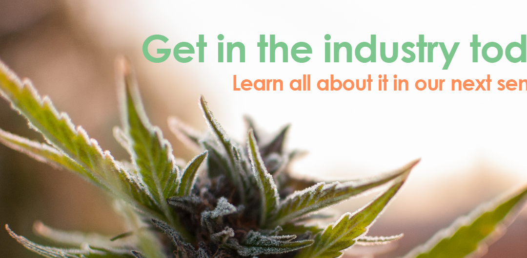 Cannabis Brand Creation Webinar